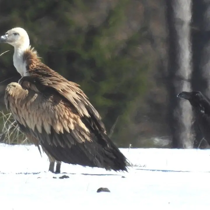 Parco nazionale della Sila, avvistato un maestoso e raro esemplare di avvoltoio Grifone