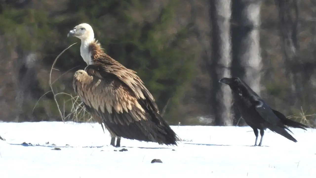 Parco nazionale della Sila, avvistato un maestoso e raro esemplare di avvoltoio Grifone