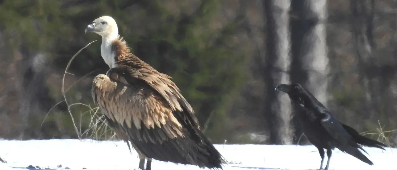 Parco nazionale della Sila, avvistato un maestoso e raro esemplare di avvoltoio Grifone