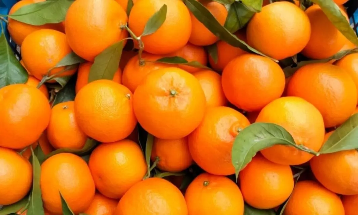 Le Clementine di Calabria Igp protagoniste alla fiera internazionale di ortofrutta a Berlino