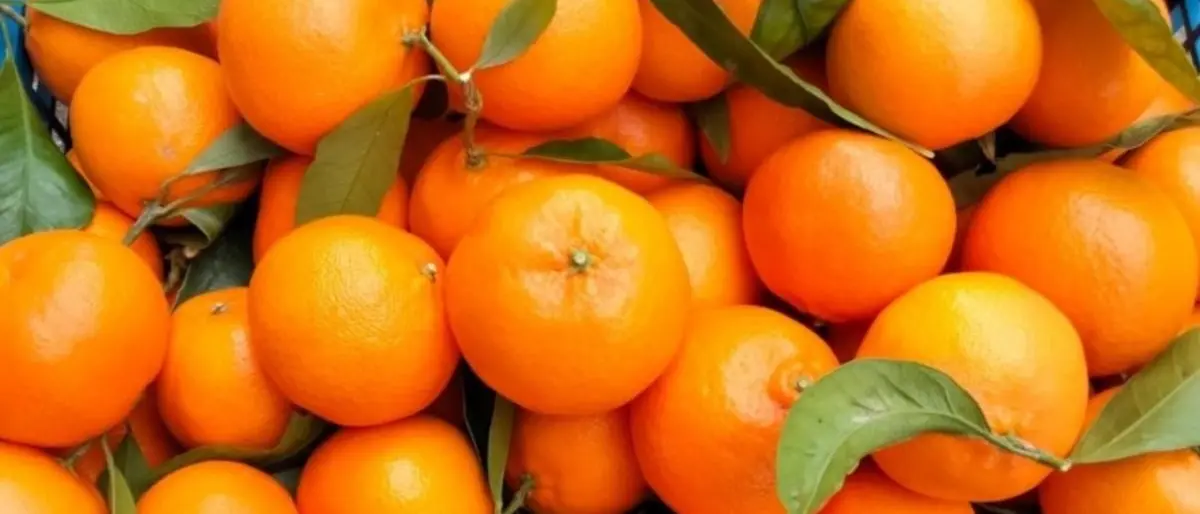 Le Clementine di Calabria Igp protagoniste alla fiera internazionale di ortofrutta a Berlino