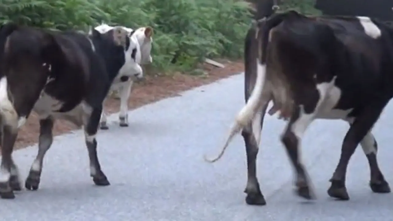 Pascolo abusivo all’interno del parco nazionale d’Aspromonte: denunciati due imprenditori agricoli di Platì