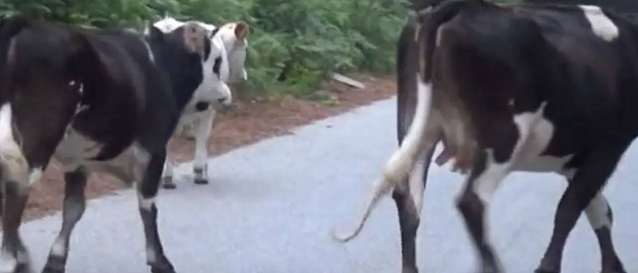 Pascolo abusivo all’interno del parco nazionale d’Aspromonte: denunciati due imprenditori agricoli di Platì