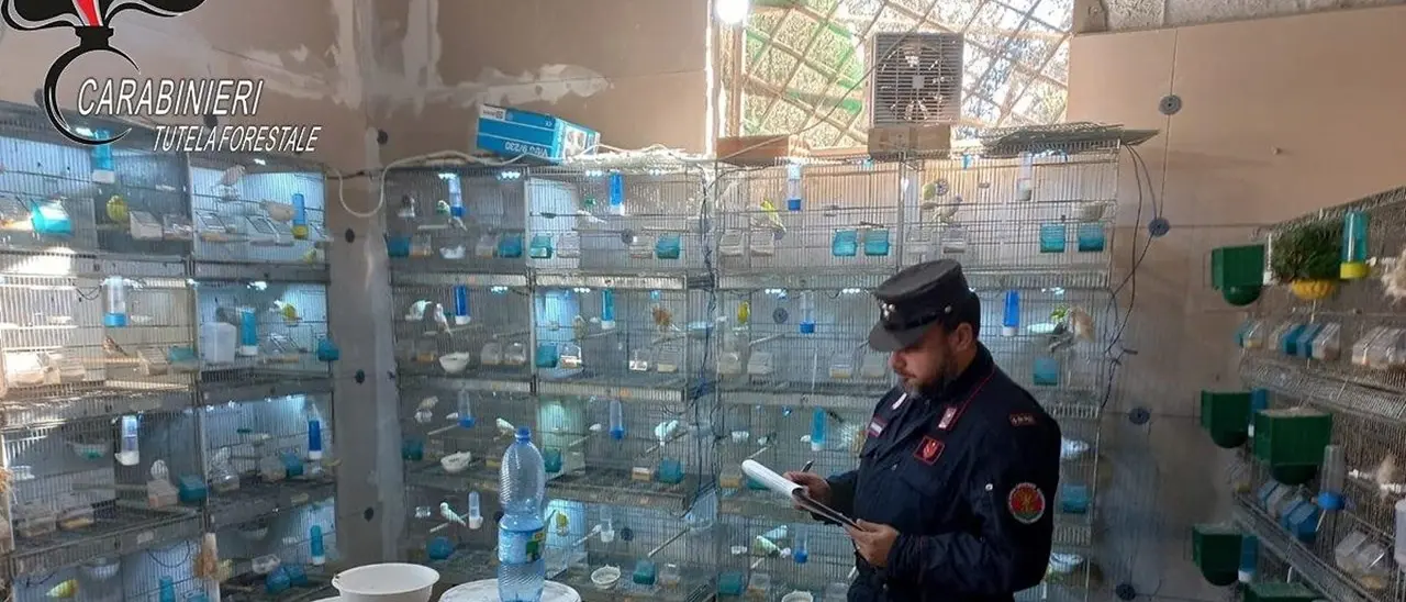 Sequestrati e rimessi in libertà oltre 70 uccellini: denunciate 5 persone nel Cosentino