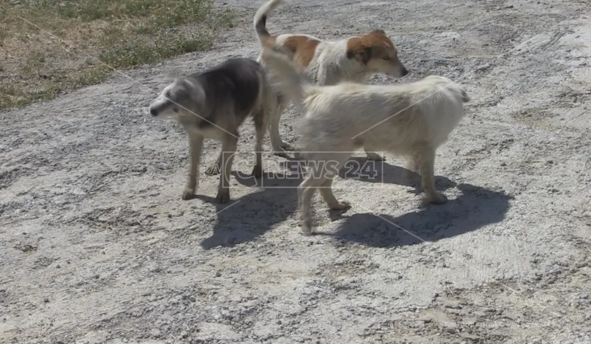 Allarme cani avvelenati nel Crotonese: l’associazione Enpa presenta un esposto in Procura