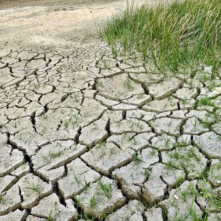 La siccità preoccupa gli agricoltori, Coldiretti: «Si stima che verranno coltivati 8mila ettari di riso in meno»