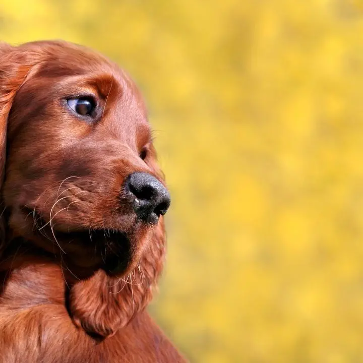 Anche in Calabria veterinari a scuola per spiegare l’importanza del rispetto degli animali