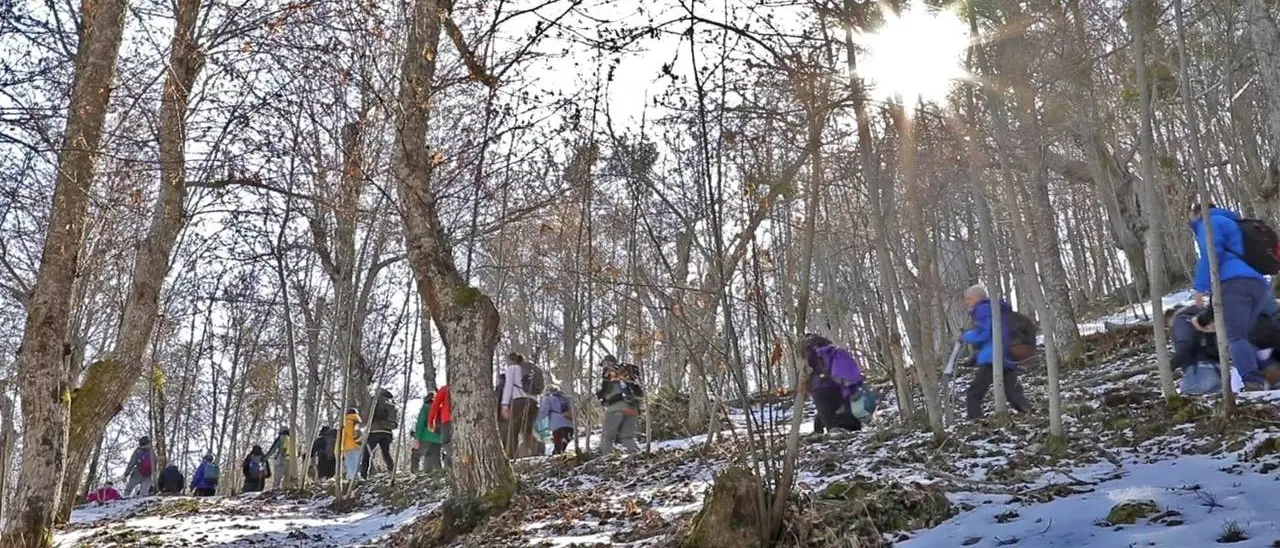 Venti chilometri per tutelare i castagneti secolari di Serrastretta, torna questa sera LaC Storie