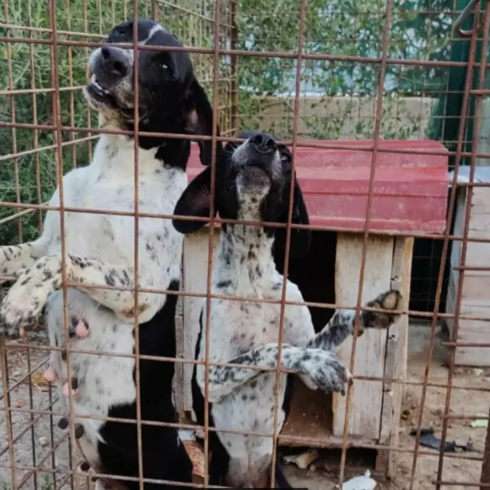 Cani da caccia rinchiusi in un recinto tra rifiuti e degrado, una denuncia nel Reggino