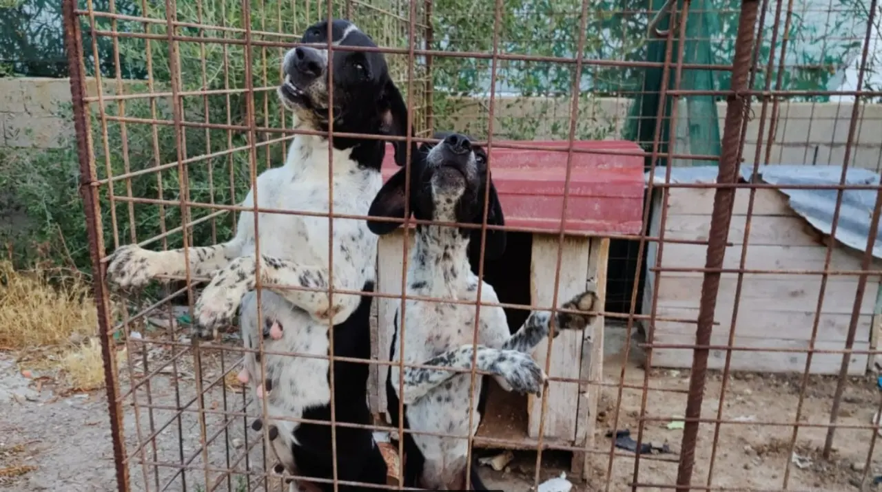 Cani da caccia rinchiusi in un recinto tra rifiuti e degrado, una denuncia nel Reggino