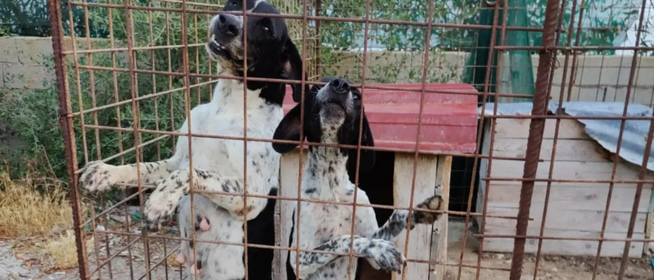 Cani da caccia rinchiusi in un recinto tra rifiuti e degrado, una denuncia nel Reggino