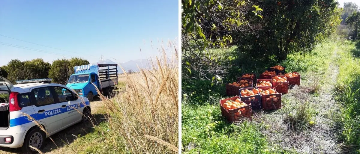 Cassano, rubano quintali di arance da un terreno comunale per rivenderle illegalmente: denunciati