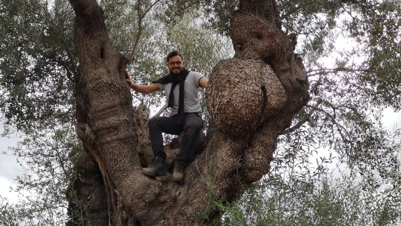 Olio biologico e tanta passione: «Ecco perché sono tornato in Calabria, ora sogno di rendere la mia azienda sostenibile»