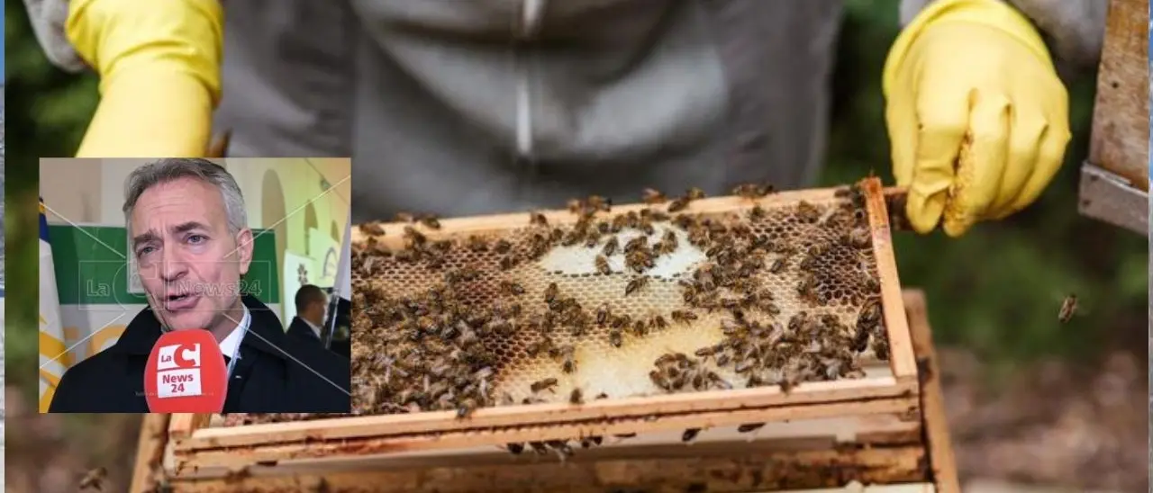 Apicoltura, la Regione mette in campo 1,3 milioni. Calabria ai primi posti in Italia per alveari censiti e produzione di miele