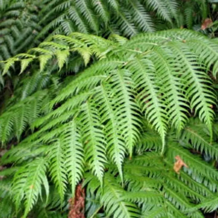In Calabria la rara felce preistorica “Woodwardia Radicans”, nel Vibonese nasce l’ecomuseo per valorizzarla