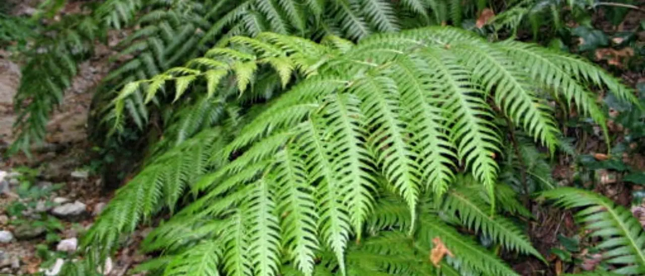 In Calabria la rara felce preistorica “Woodwardia Radicans”, nel Vibonese nasce l’ecomuseo per valorizzarla