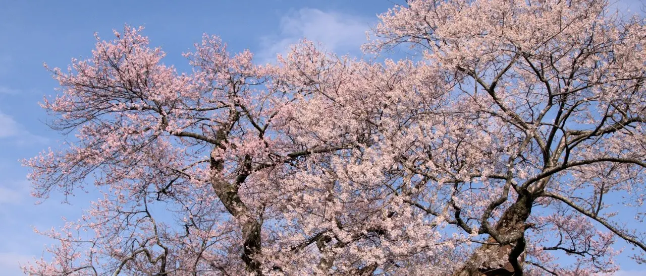 Siccità, Coldiretti lancia l’allarme: «Natura in tilt, ciliegi in fiore e fave fuori stagione»