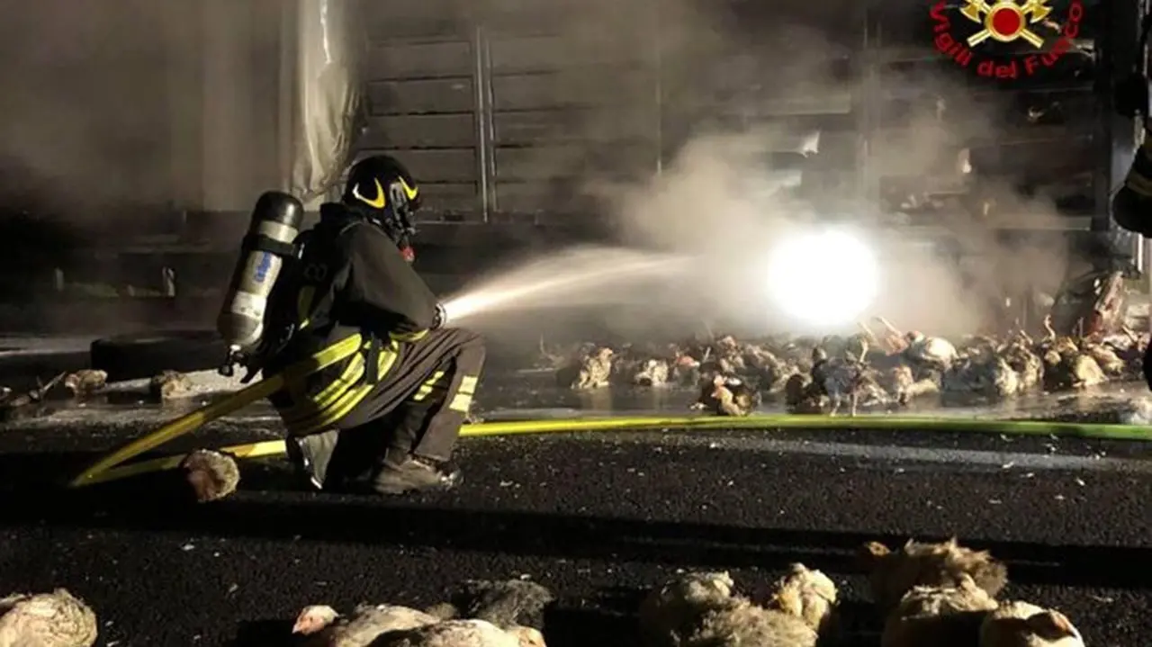 Tir carico di polli prende fuoco in autostrada: un centinaio gli animali bruciati