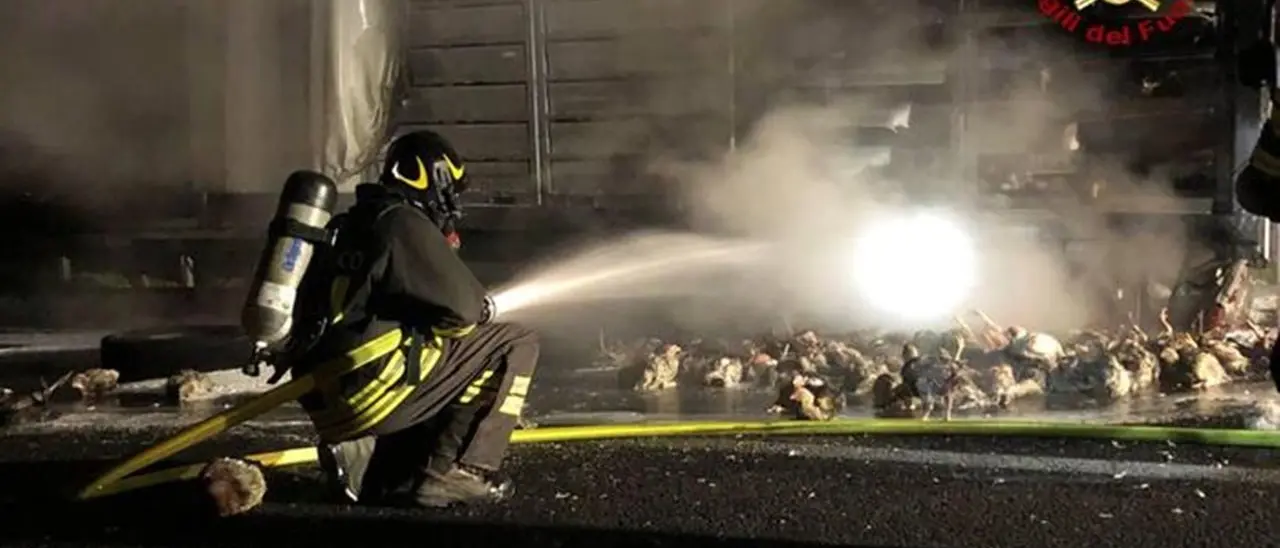Tir carico di polli prende fuoco in autostrada: un centinaio gli animali bruciati