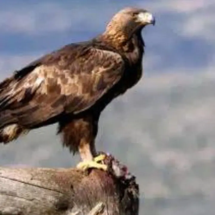 L’aquila reale torna sulle vette del Pollino: è il primo esemplare dopo più di mezzo secolo