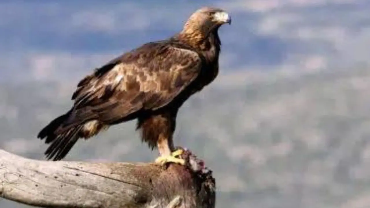 L’aquila reale torna sulle vette del Pollino: è il primo esemplare dopo più di mezzo secolo