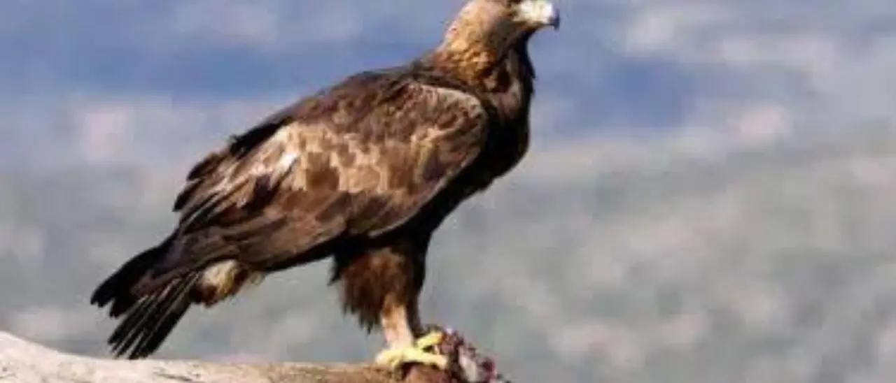 L’aquila reale torna sulle vette del Pollino: è il primo esemplare dopo più di mezzo secolo