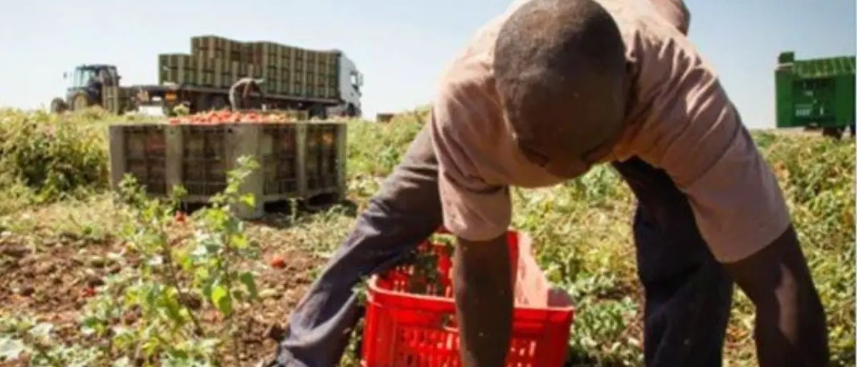 Operai in nero e violazioni sulla sicurezza nei luoghi di lavoro, sospese 11 aziende nel Reggino