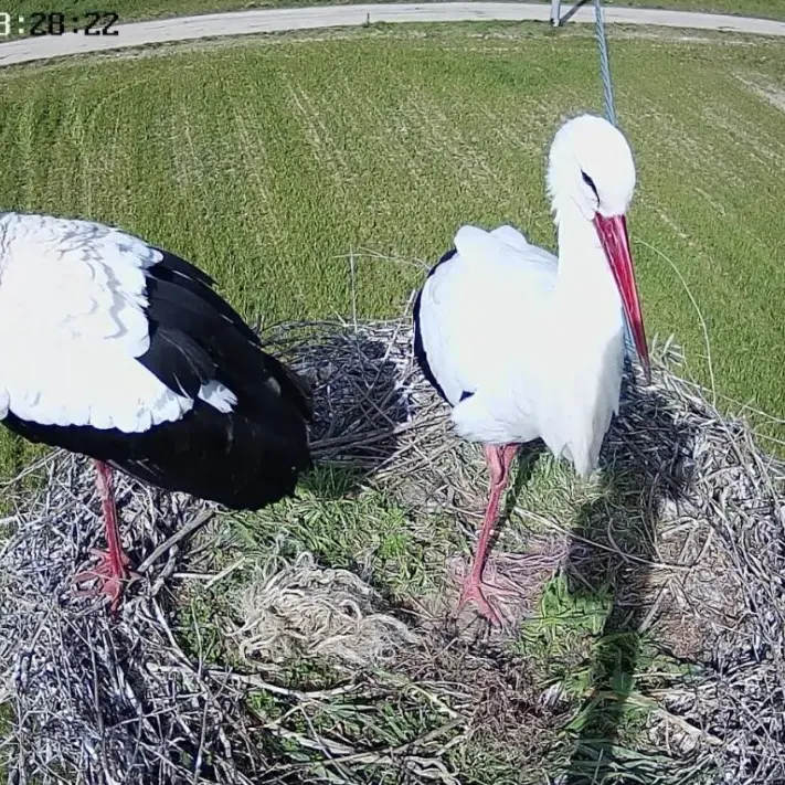 Una webcam nel nido delle cicogne, ritorna in Calabria il progetto il monitoraggio della Lipu