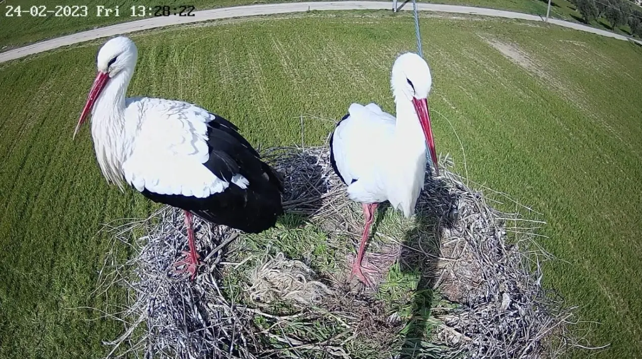 Una webcam nel nido delle cicogne, ritorna in Calabria il progetto il monitoraggio della Lipu