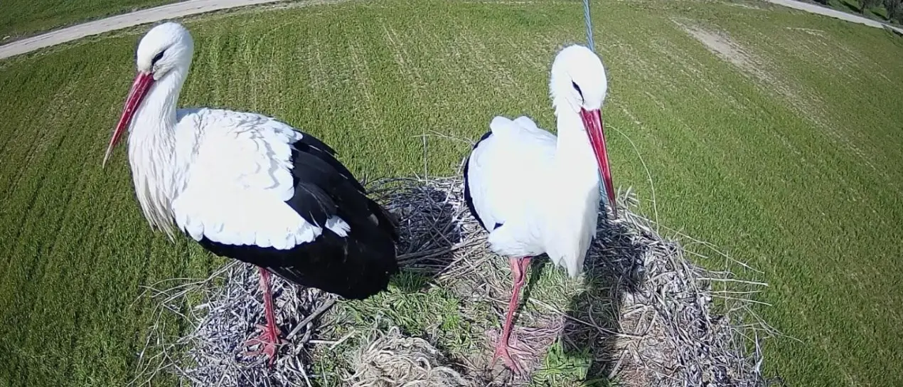 Una webcam nel nido delle cicogne, ritorna in Calabria il progetto il monitoraggio della Lipu