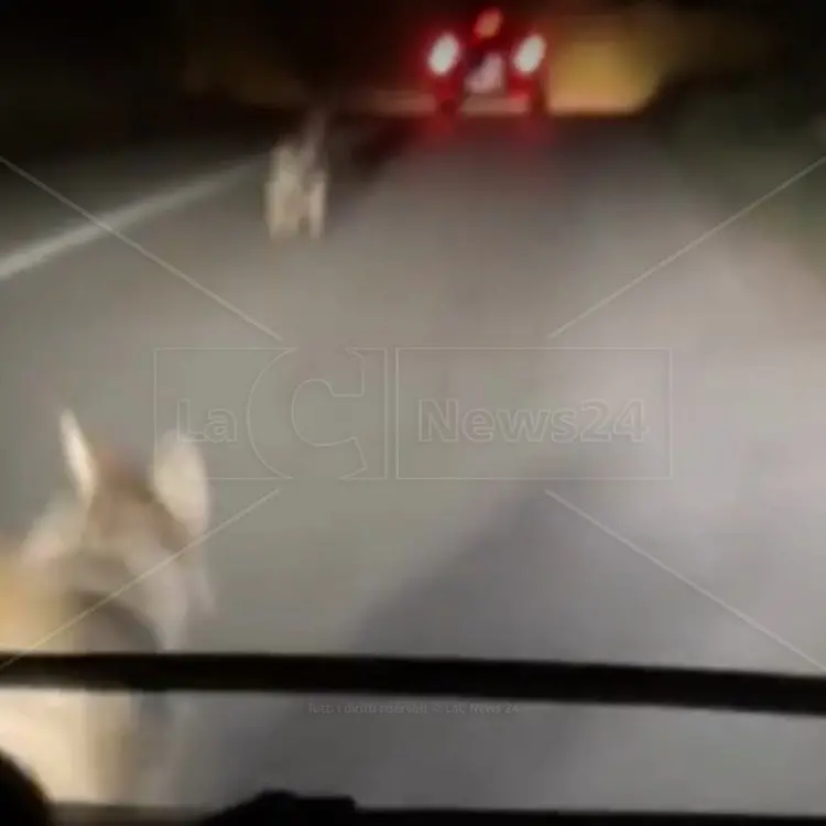 Tre lupi avvistati lungo le strade del Vibonese