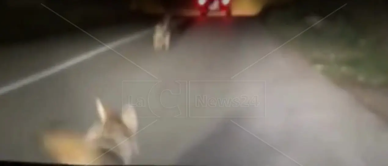 Tre lupi avvistati lungo le strade del Vibonese