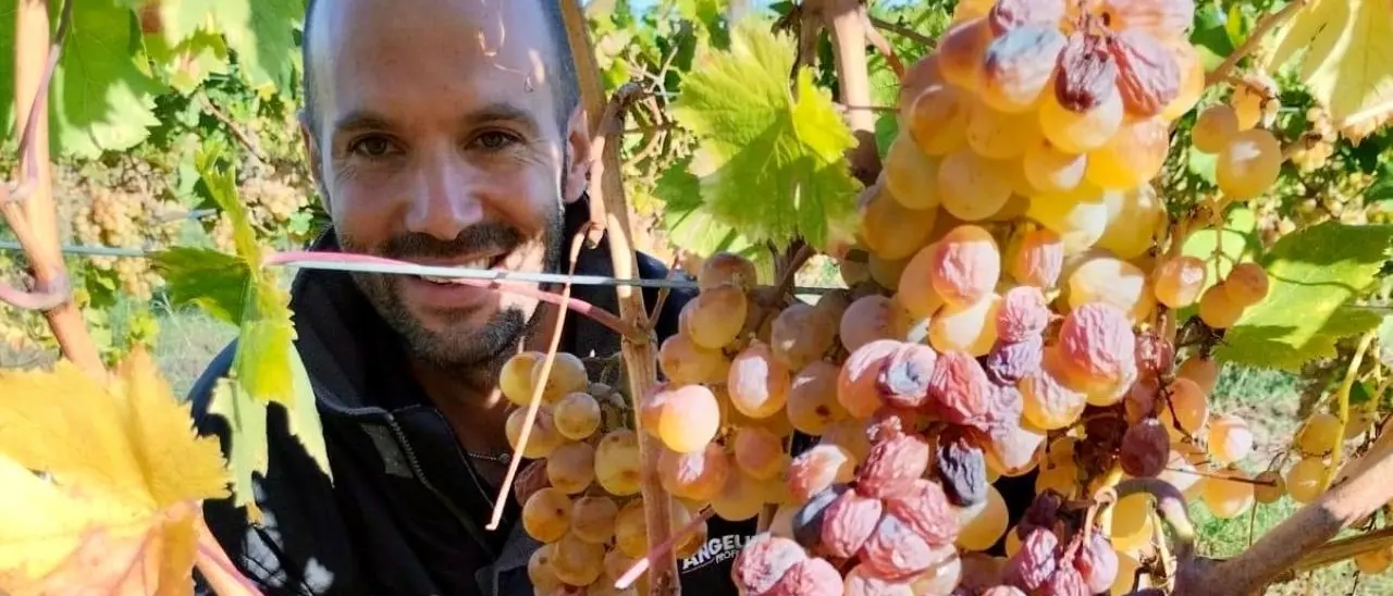 «Non potevo far perdere la tradizione dello zibibbo in Calabria, ecco perché sono tornato»