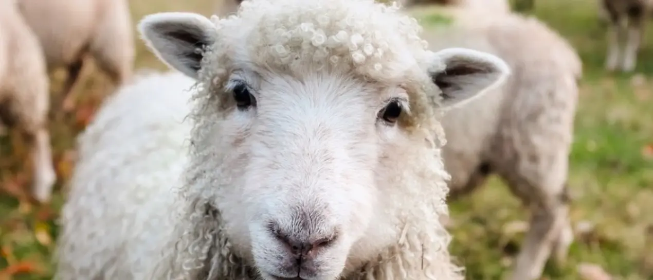Una nuova vita per la lana: il progetto Gal Serre calabresi pronto ad approdare in Spagna