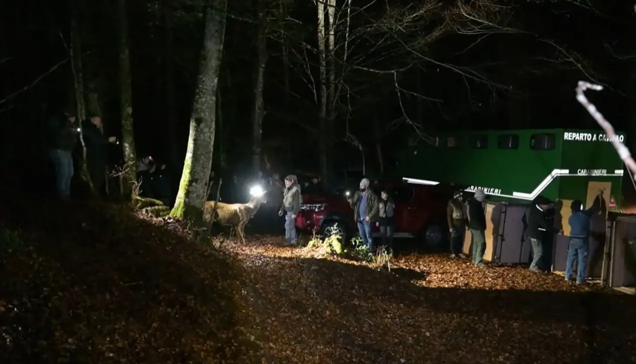 Il cervo ritorna nei boschi calabresi: 20 esemplari liberati nel Parco delle Serre -VIDEO