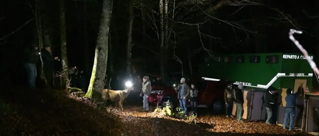 Il cervo ritorna nei boschi calabresi: 20 esemplari liberati nel Parco delle Serre -VIDEO