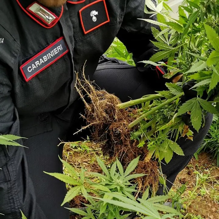 Ritrovate 100 piante di marijuana nascoste tra la vegetazione nel Reggino: arrestato 52enne