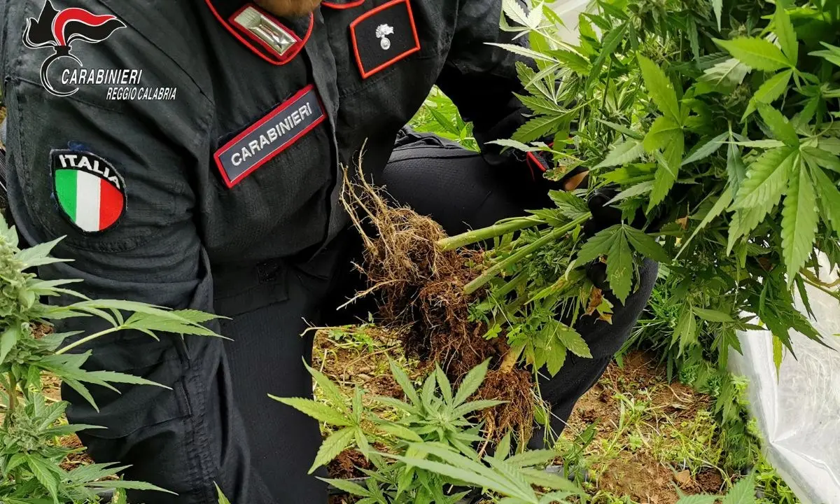 Ritrovate 100 piante di marijuana nascoste tra la vegetazione nel Reggino: arrestato 52enne