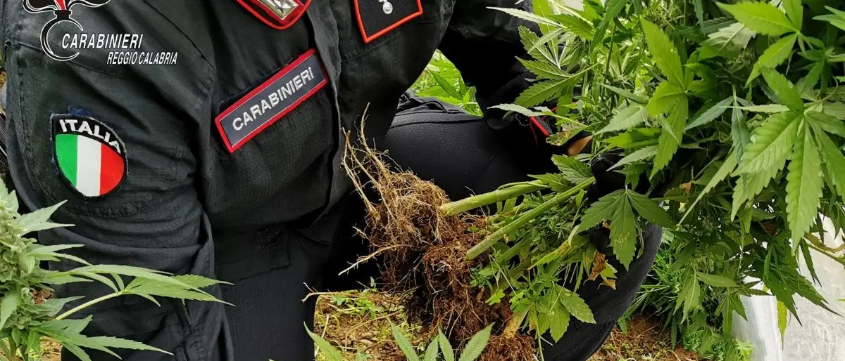 Ritrovate 100 piante di marijuana nascoste tra la vegetazione nel Reggino: arrestato 52enne