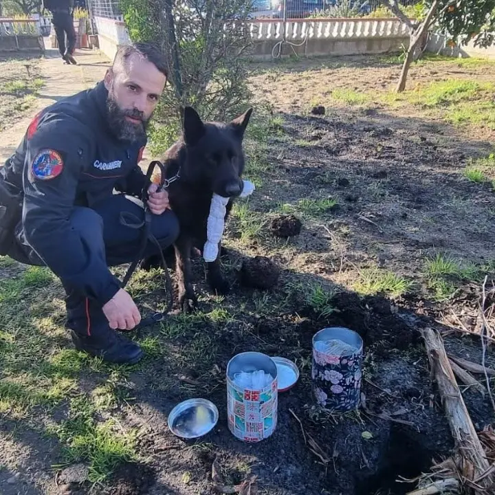 Sellia Marina, arrestato 20enne: nel giardino di casa nascondeva marijuana e hashish