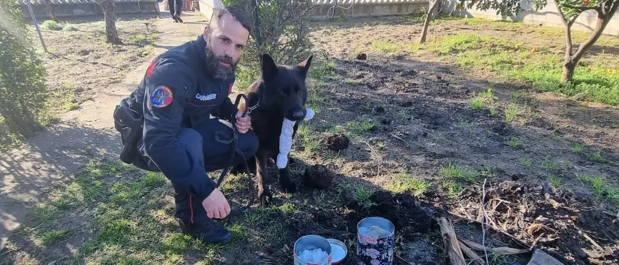 Sellia Marina, arrestato 20enne: nel giardino di casa nascondeva marijuana e hashish