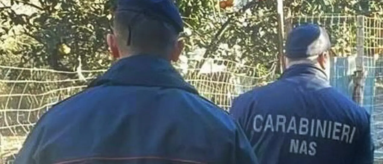 Materie prime senza tracciabilità, sequestrati 37 quintali di prodotti caseari in un’azienda del Reggino