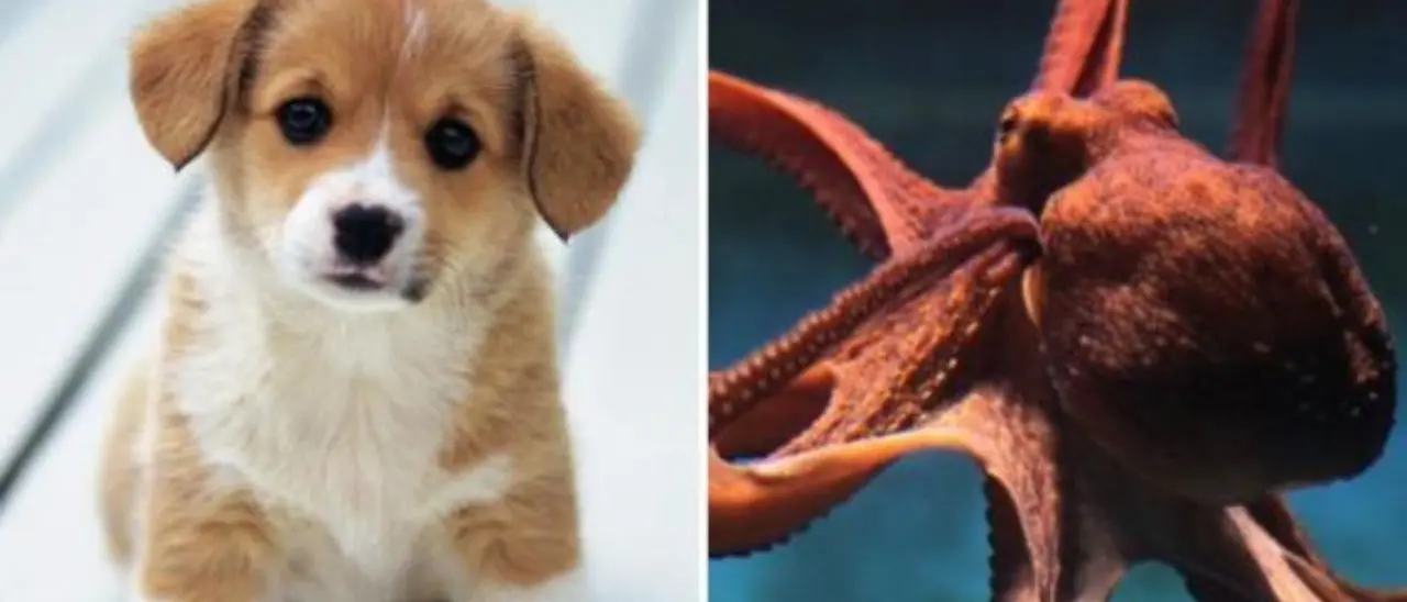 Il polpo cattura il cagnolino caduto dal molo e lo trascina nella tana davanti ai soccorritori inorriditi