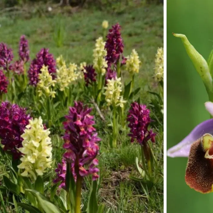 La Calabria pronta a ospitare il raduno nazionale dei cercatori di orchidee spontanee