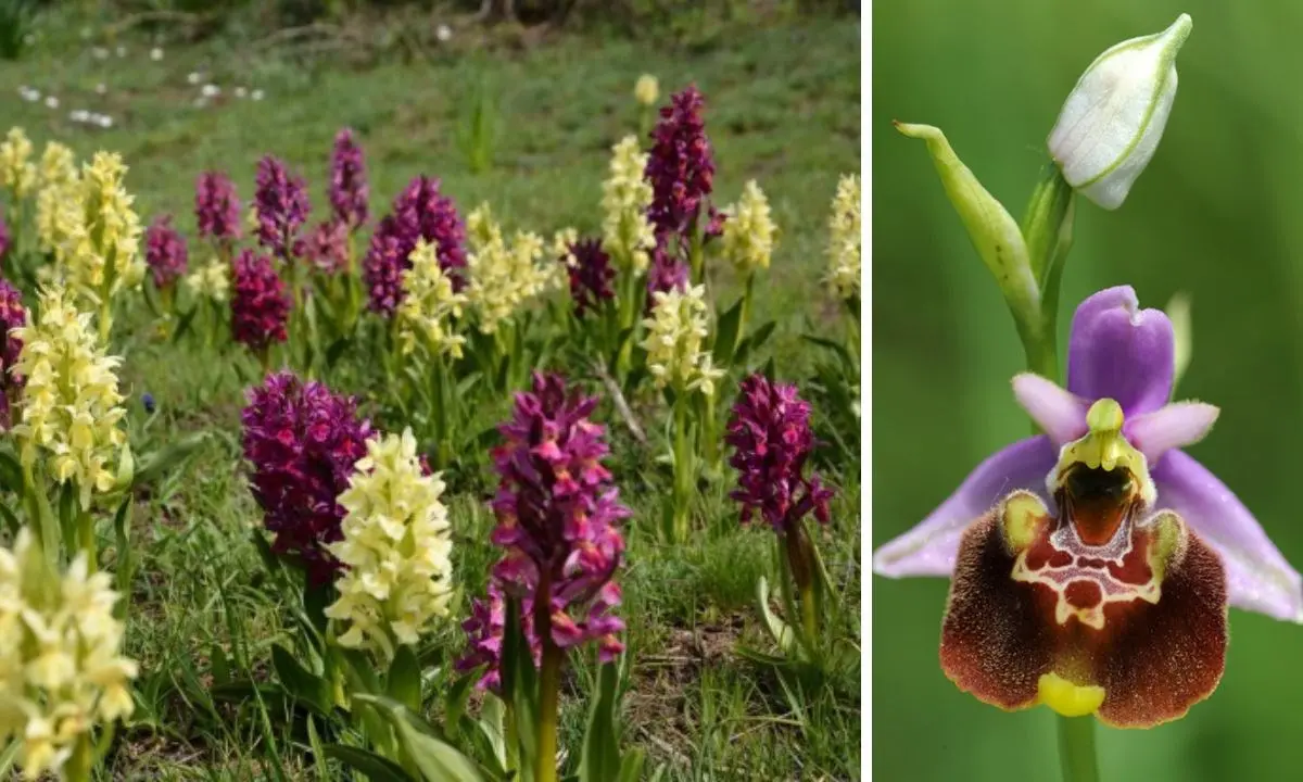 La Calabria pronta a ospitare il raduno nazionale dei cercatori di orchidee spontanee