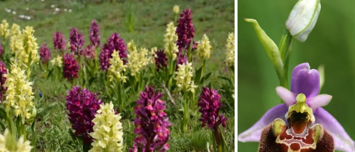 La Calabria pronta a ospitare il raduno nazionale dei cercatori di orchidee spontanee