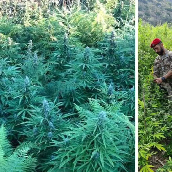 Piantagione di cannabis scoperta dai carabinieri nel Reggino: due arresti per produzione e traffico di droga