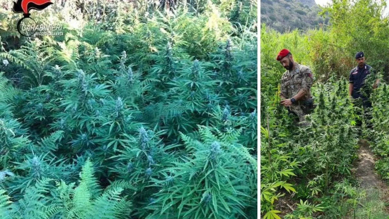 Piantagione di cannabis scoperta dai carabinieri nel Reggino: due arresti per produzione e traffico di droga