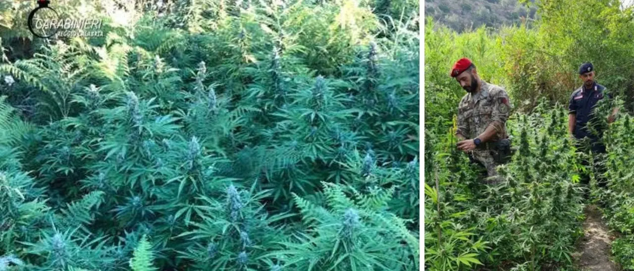 Piantagione di cannabis scoperta dai carabinieri nel Reggino: due arresti per produzione e traffico di droga