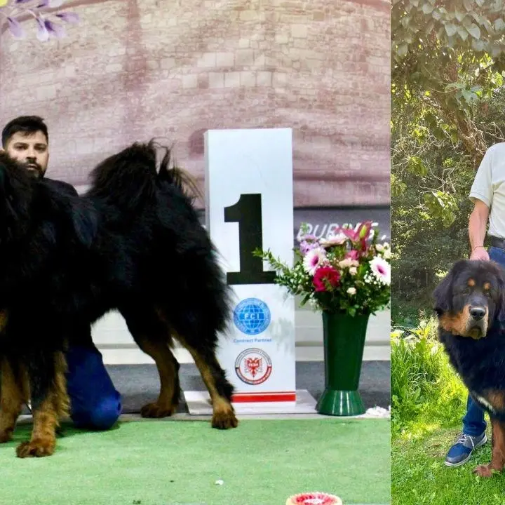 Victory il cucciolo calabrese di razza Tibetan Mastiff è campione internazionale dei Balcani